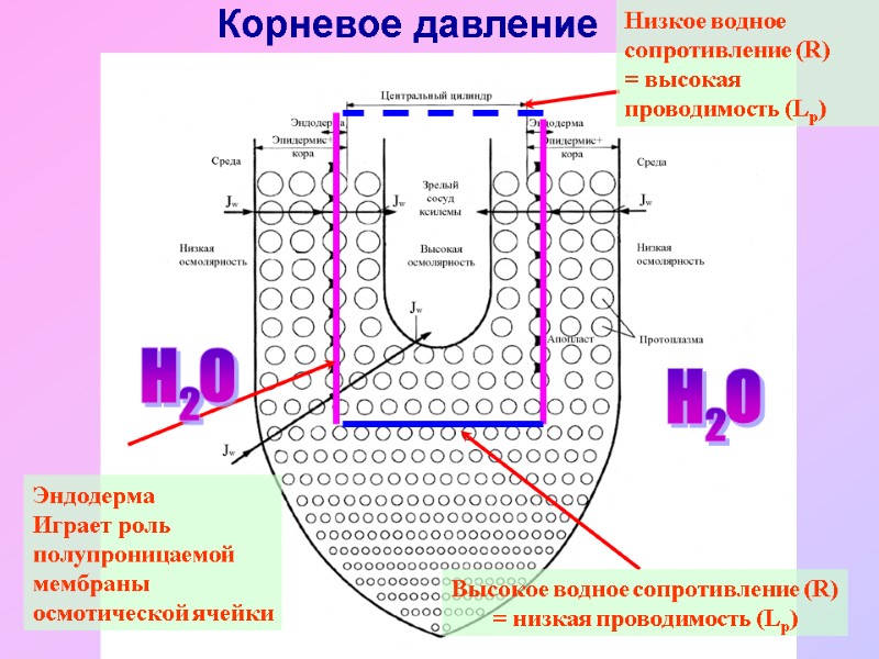 Эндодерма Играет роль полупроницаемой  мембраны осмотической ячейки Высокое водное сопротивление (R) = низкая